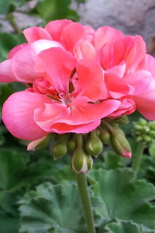 Blushing Beauty: The Flor Pink Delight 🌸