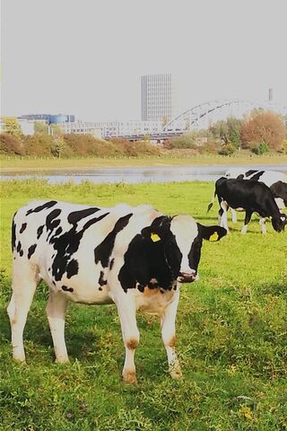 Charming Dutch Cow in the Meadow 🐄🌼
