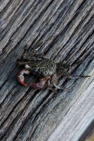 Mr. Crabs: The Coastal Crawler 🦀🌊