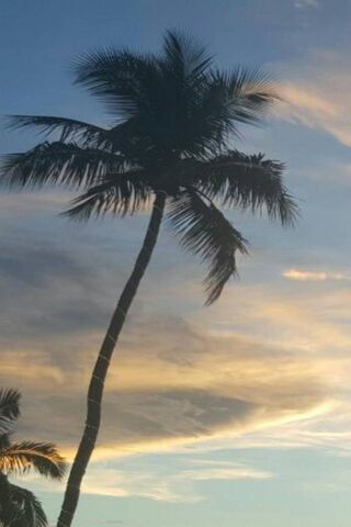 Sunset Serenity in Miami 🌴🌅