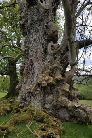 The Ancient Guardian 🌳