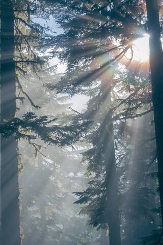 Nature's Golden Embrace 🌞🌲