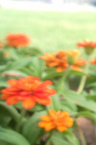 Whispers of Color: A Dreamy Floral Escape 🌼✨