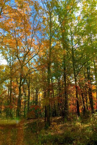 Autumn Bliss in Nature 🍂🌞