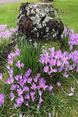 Nature's Colorful Canvas: The Flowered Stone