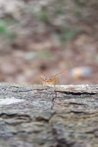Insect Wallpaper - Download to your mobile from PHONEKY