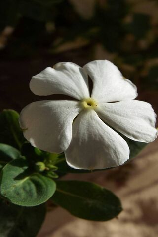 Whispers of Serenity 🌼