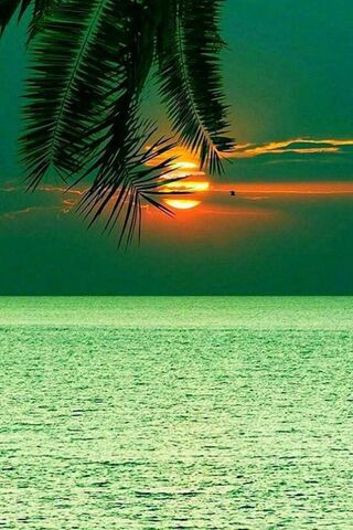 Tropical Serenity: Maui's Golden Hour 🌅🌴