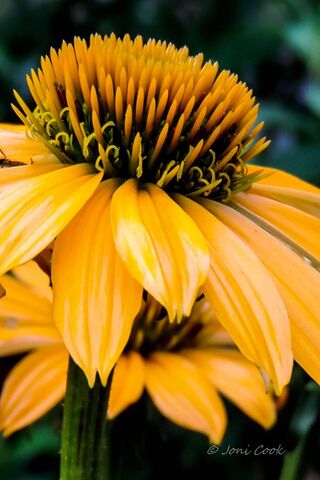 Golden Glow of the Coneflower 🌼✨