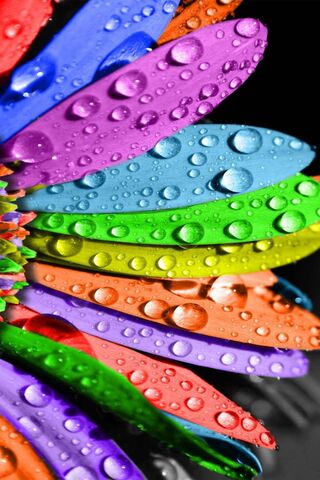 Vibrant Petals: Nature's Colorful Canvas 🌈🌼