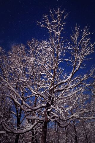 Whispers of Winter Night ❄️🌙