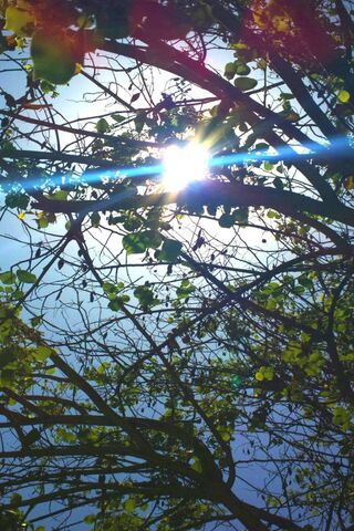 Sunshine Through the Leaves ☀️🌿