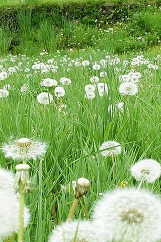 Dandelions