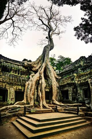 Ta Prohm Temple