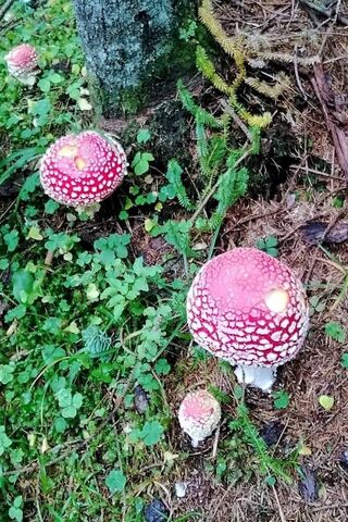 Amanita: Nature's Enchanted Red Caps 🍄✨