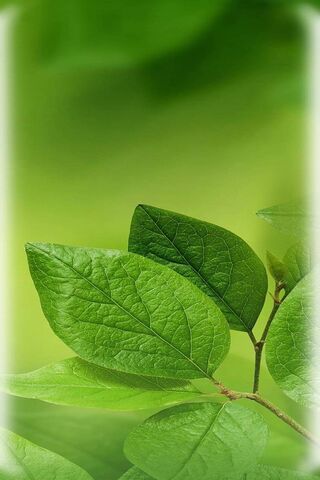 Nature's Touch: The Huawei P10 Wallpaper
