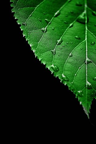 Amoled Green Leaf