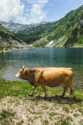 Nature's Thirst Quencher 🌊🐄