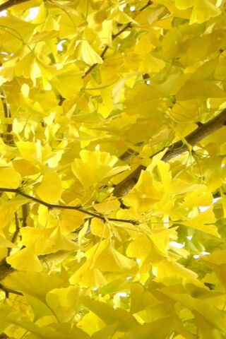 Symbian Autumn2