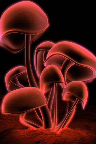 きのこ壁紙 Phonekyから携帯端末にダウンロード