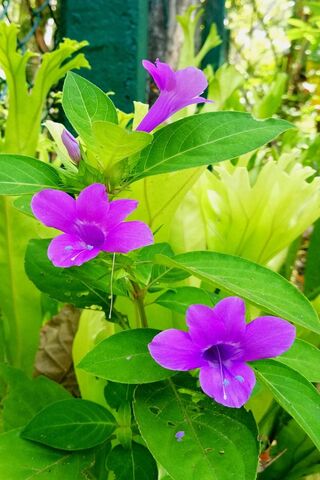 Nature's Vibrant Trio 🌸🌿