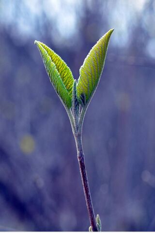 Ankur: The Promise of New Beginnings 🌱