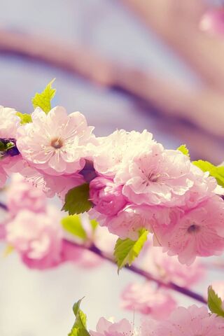 Whispers of Spring: A Floral Symphony 🌸✨