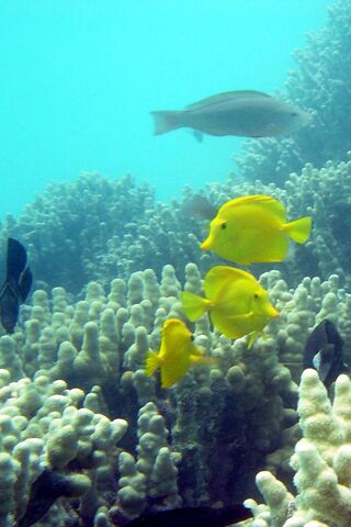 Underwater Wonderland: Coral Reef and Colorful Fish 🌊🐠