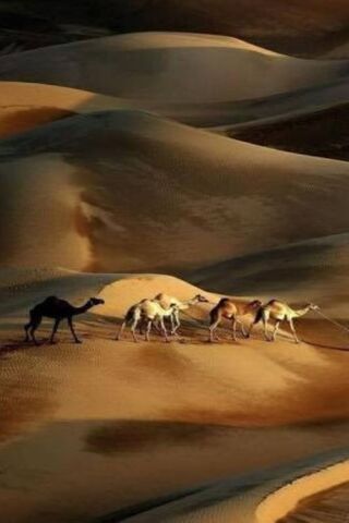 Journey Through the Sands: The Caravan Adventure 🐪🌅