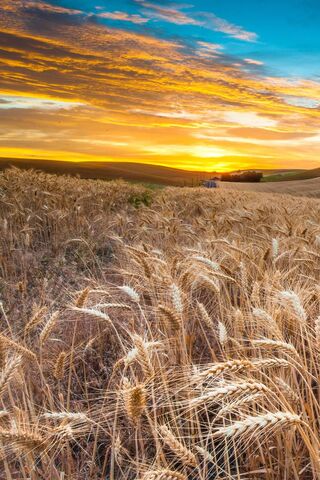 Golden Fields at Dusk �..
