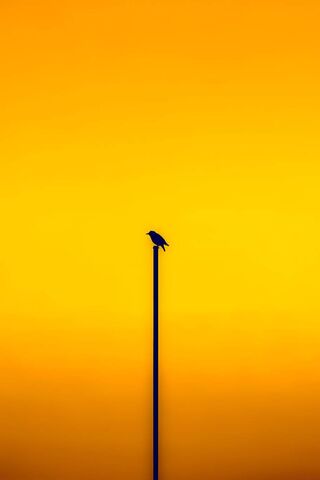 Solitude at Sunset 🌅🐦