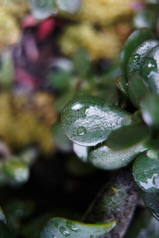 Dewy Succulent
