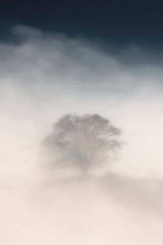Whispers of the Kurdish Landscape 🌫️🌳