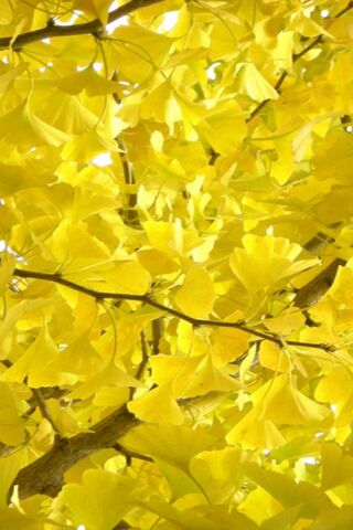 Symbian Autumn
