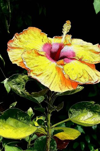 Sunset Blossom: Nature's Radiant Palette 🌼🌅