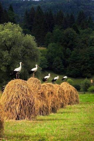 Storks In A Row