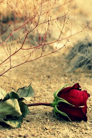 Hoa hồng sa mạc