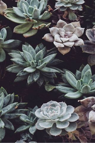 Lush Green Oasis: A Succulent Wonderland 🌿✨