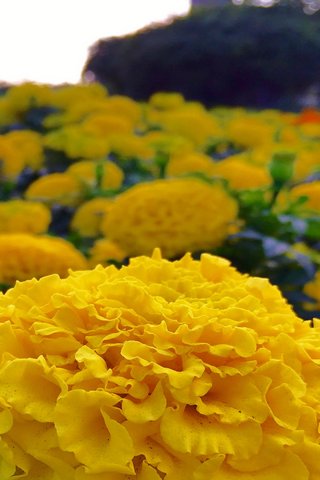 Golden Blooms: A Burst ..
