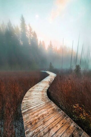 Enchanted Pathway Through the Mist 🌫️🌲