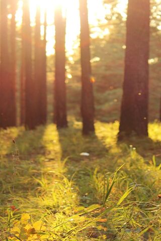 Golden Hour Serenity 🌅✨