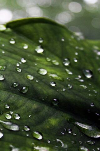 Leaves Rain Wallpaper - Download to your mobile from PHONEKY