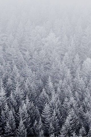 Snowy Trees