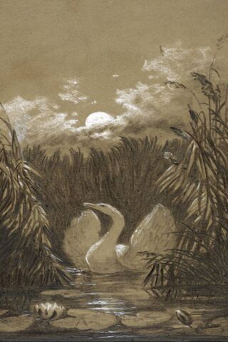Serenity at Dusk: The Graceful Swan