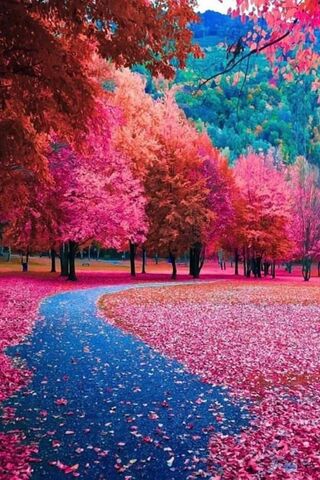 Autumn's Vibrant Embrac..