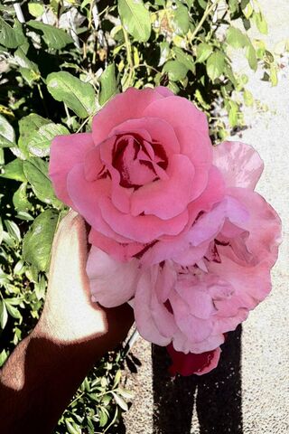 Flower1
