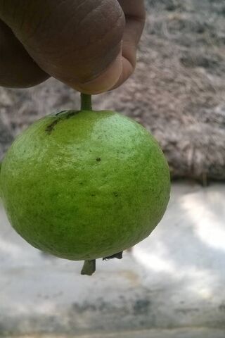 The Vibrant Guava: Nature's Green Gem 🍏✨