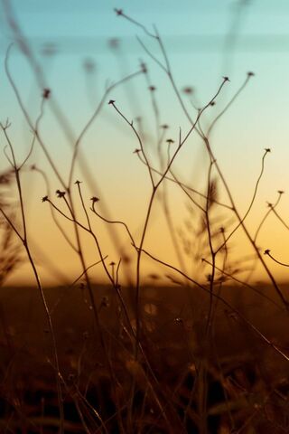 Whispers of Nature: A S..