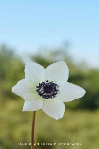 Cicek: The Elegant Bloom of Nature 🌼