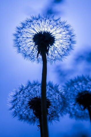 Whispers of the Wind: Dandelion Dreams
